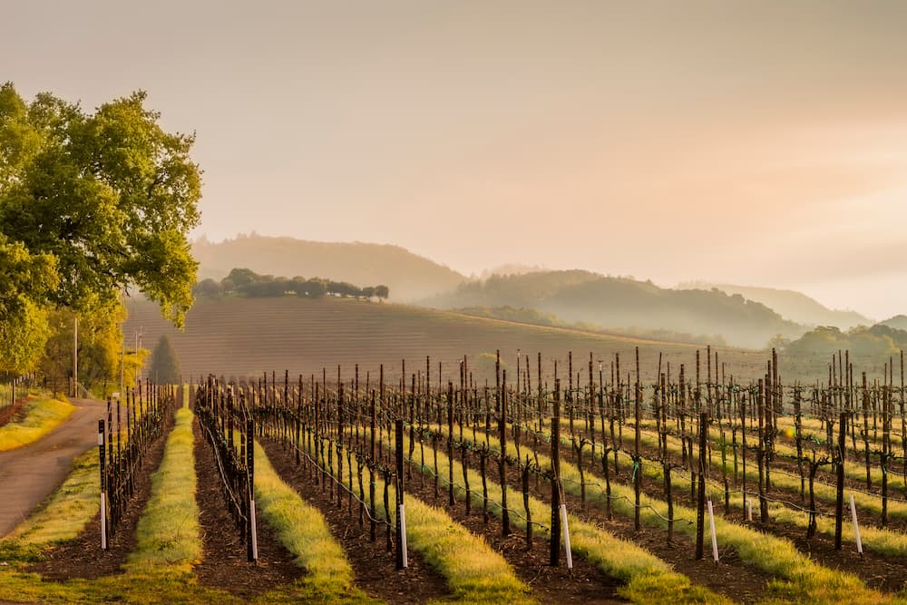 A vineyard in spring with low clouds in the mountains at sunset near Santa Rosa, CA.